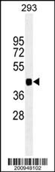 PAX6 Antibody