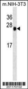 CSNK2B Antibody