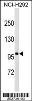 Androgen Receptor Protein Antibody
