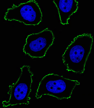 CD33 Antibody