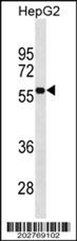 CD33 Antibody