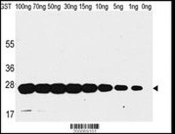 GST Antibody