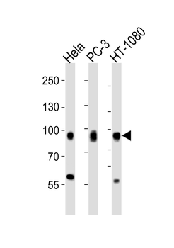 CD44 Antibody (C-term) [Knockout Validated]