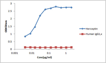 Anti-Trastuzumab monoclonal antibody (1402CT432.13.33.67)