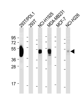 PD L1 Monoclonal Antibody (PDL1)