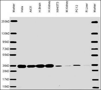 GAPDH Antibody