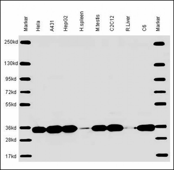 PCNA Antibody