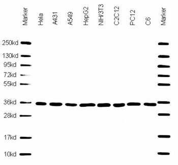 PCNA Antibody