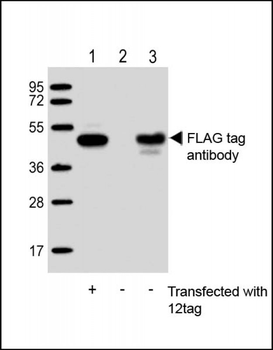 FLAG tag antibody (DYKDDDDK)