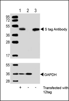 S tag Antibody