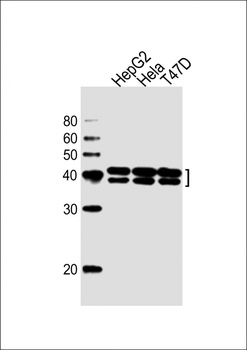 HNRPAB Antibody (N-term)