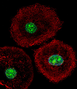 HNRPAB Antibody (N-term)