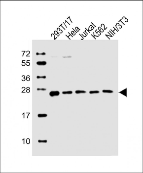 PSMB3 Antibody (Center)