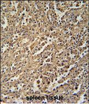 ENASE Antibody (Center)