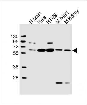 ETV1 Antibody (C-Term)