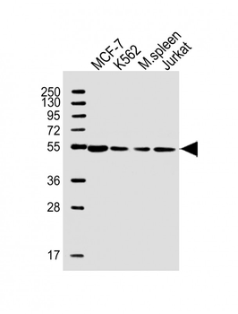 PPM1H Antibody (Center)