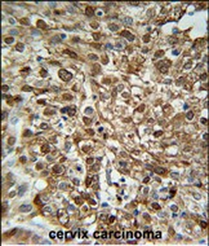 WDR43 Antibody (C-term)