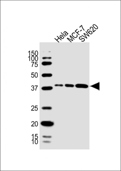 HPN Antibody (Center)