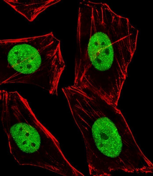 BMI1 Antibody (C-term)