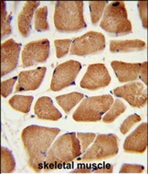 PECI Antibody (C-term)