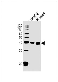 PECI Antibody (C-term)