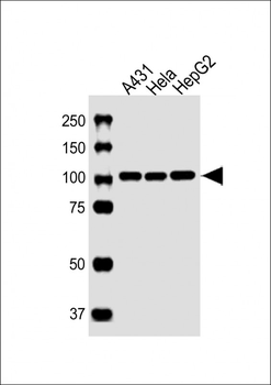 USO1 Antibody (C-term)