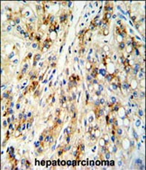 CECR5 Antibody (Center)