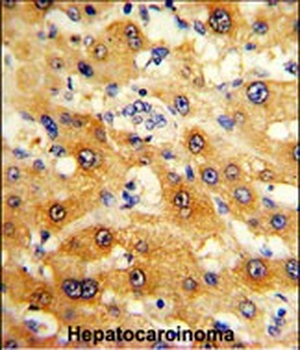RPS15 Antibody (N-term)
