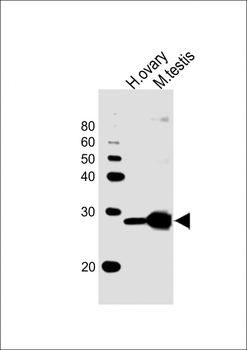 PLD6 Antibody (Center)