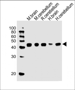 GLUL Antibody (N-term)