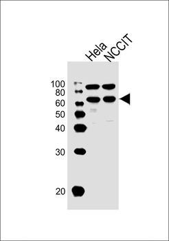 GNL3 Antibody (N-term)