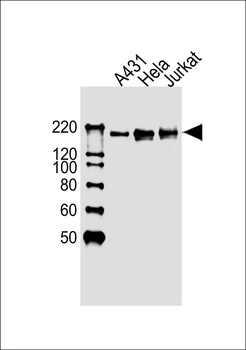 EHMT2 Antibody (Center)