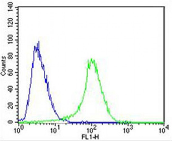 PLOD1 Antibody (N-term)