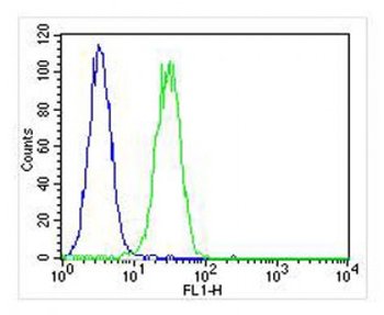 CF150 Antibody (Center)