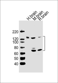 Ntrk3 Antibody