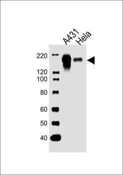 EGFR Antibody (C-term)