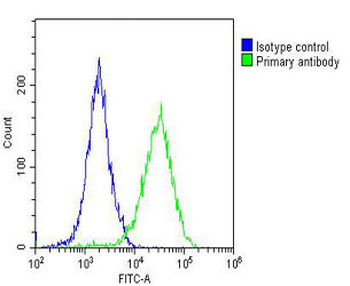 ALDH1A1 Antibody