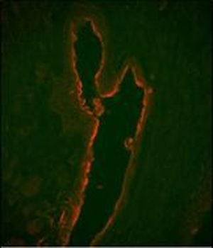 LTF Antibody