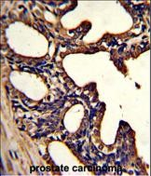 LTF Antibody