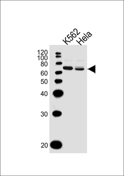 LTF Antibody