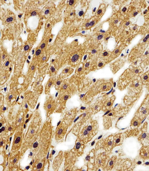 STRADA Antibody (C-term)