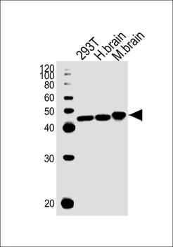 STRADA Antibody (C-term)