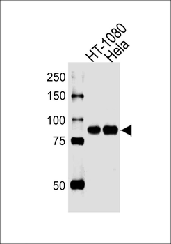 CHML Antibody (C-term)