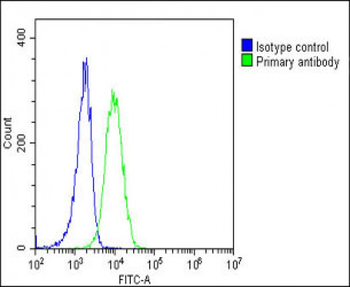EPOR Antibody (C-term)