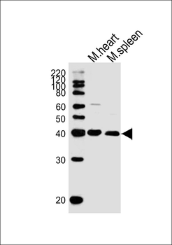 Mouse Mapk11 Antibody (N-term)