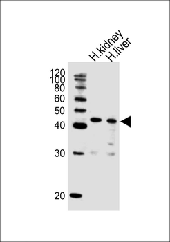 POU5F1B Antibody (C-term)