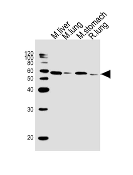 (Mouse) Shh Antibody (C-term)