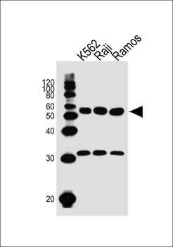 LYN Antibody (Center)