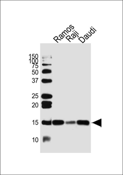 TCL1A Antibody (Center)
