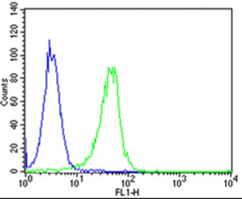 CLN3 Antibody (Center)